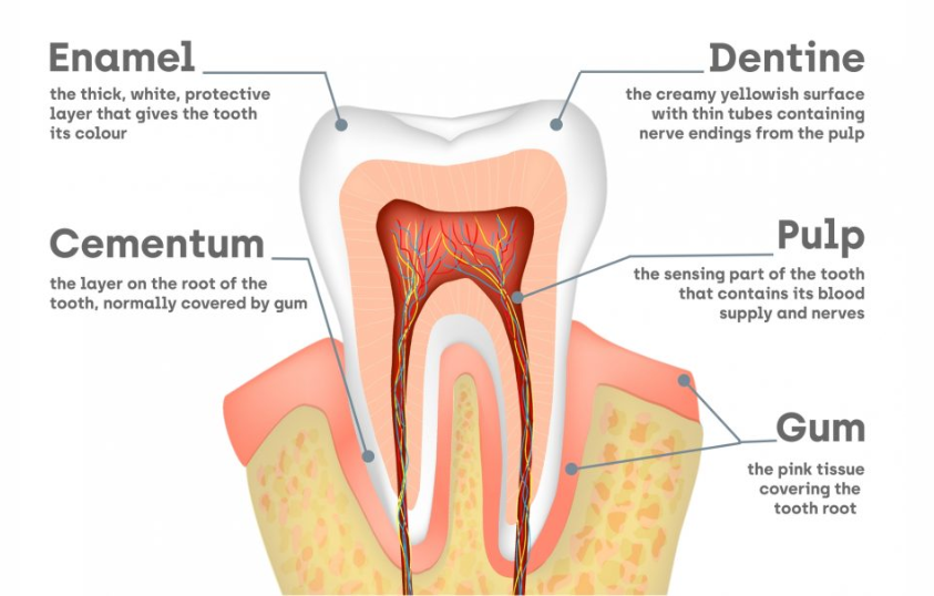 Tooth anatomy